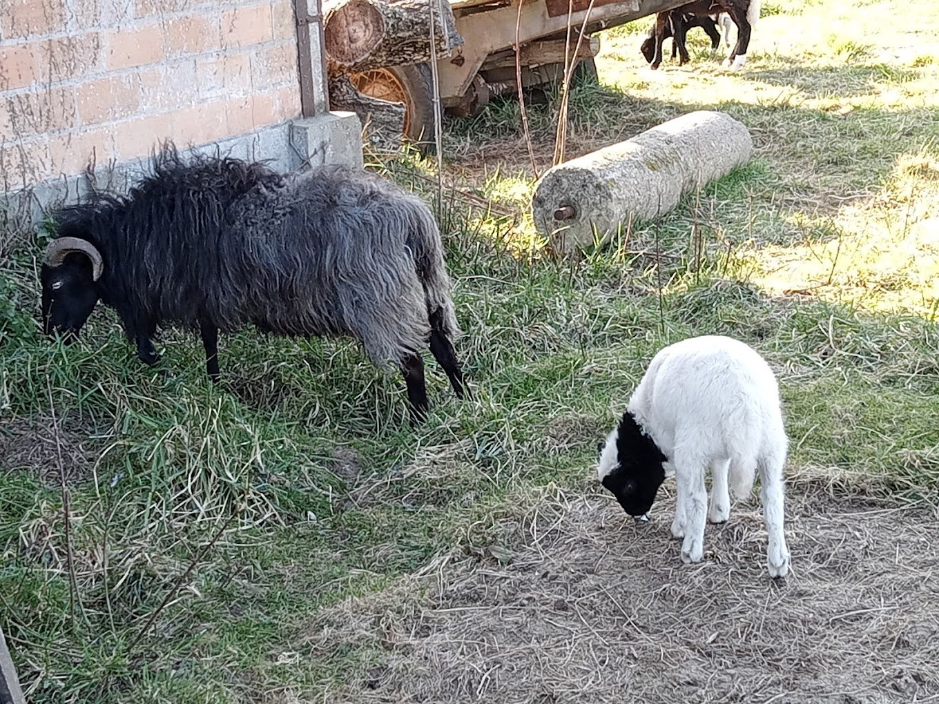 chevres-ferme-des-garrigues-calonges