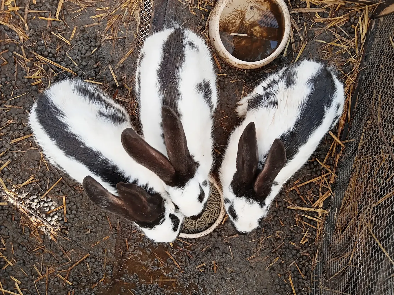 lapins-ferme-des-garrigues-calonges