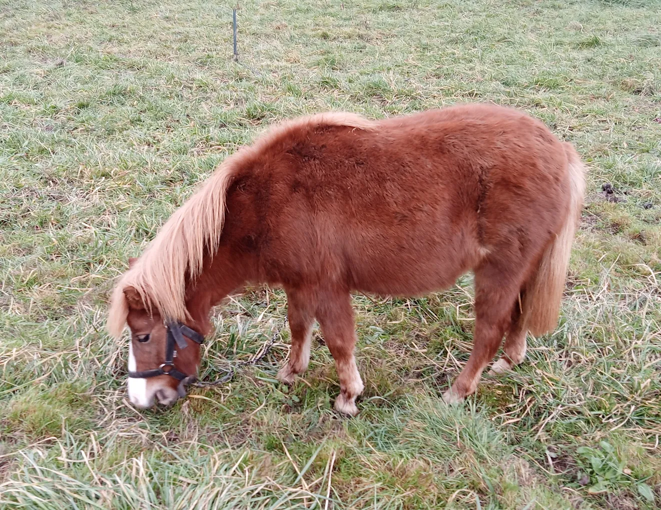 poney-ferme-des-garrigues-calonges
