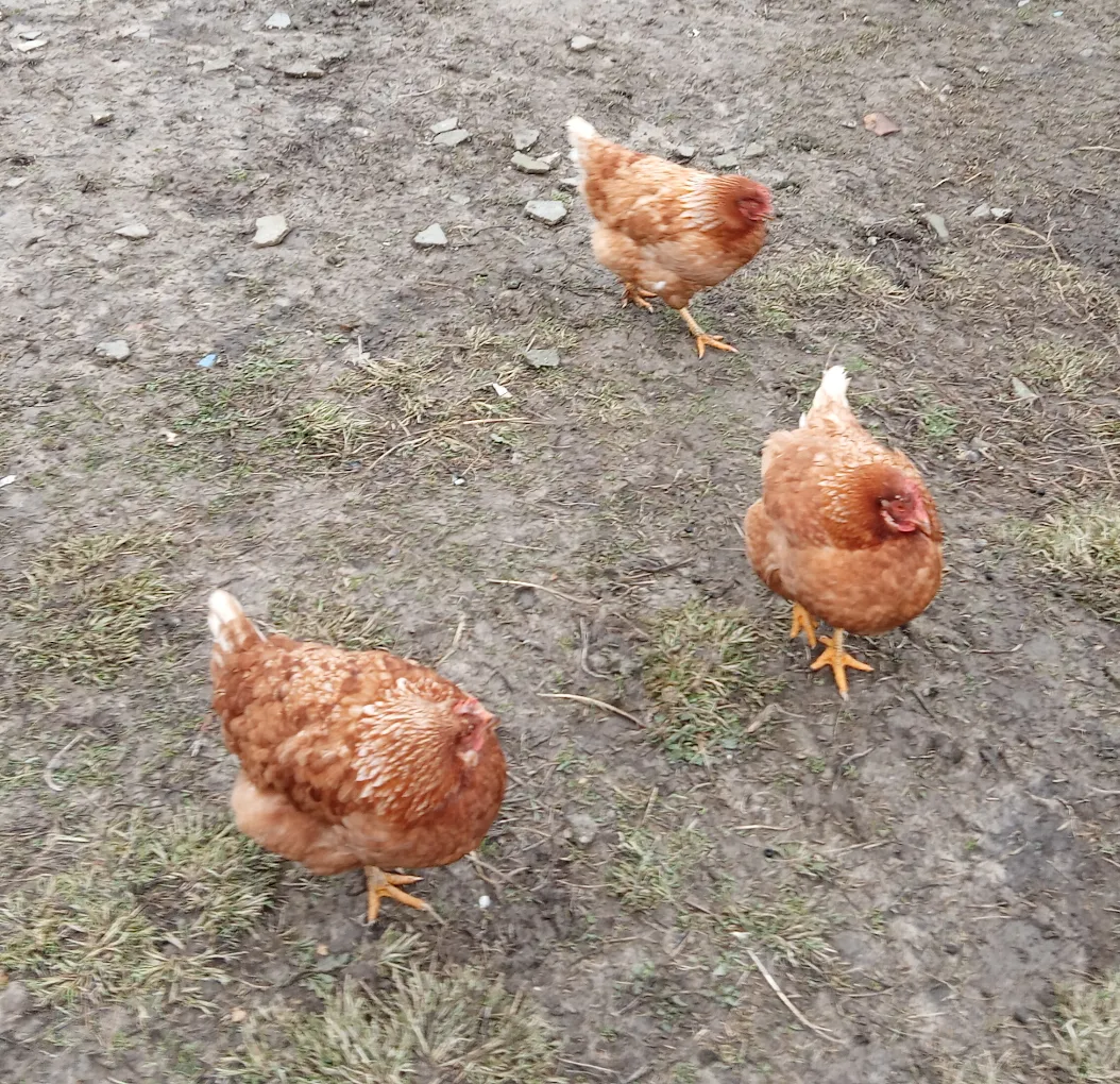 poules-ferme-des-garrigues-calonges